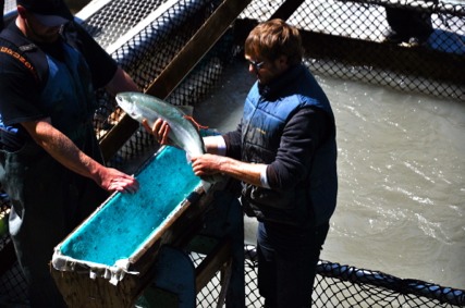 The Fish Wheel