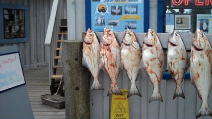 Halibut
